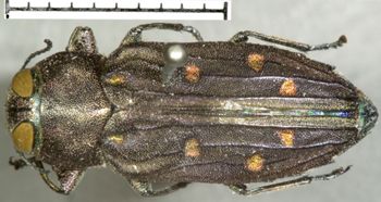 Media type: image;   Entomology 2688 Aspect: habitus dorsal view